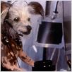 Comme chiens et chats : photo Lawrence Guterman