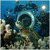 Deep Sea dansons sous la mer : photo Howard Hall