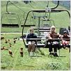 Les Petites Vacances : photo Bernadette Lafont, Olivier Peyon