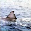 Les Dents de la Mer : photo Steven Spielberg