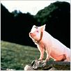 Babe, le cochon devenu berger : photo Chris Noonan