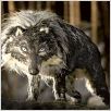 Pierre et le loup : photo Suzie Templeton