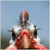 La Vie sauvage des animaux domestiques : photo Dominique Garing, Frédéric Goupil