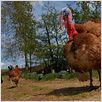 La Vie sauvage des animaux domestiques : photo Dominique Garing, Frédéric Goupil