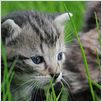 La Vie sauvage des animaux domestiques : photo Dominique Garing, Frédéric Goupil