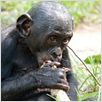 Bonobos : photo Alain Tixier