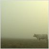 Bovines : photo