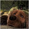 L'Ours Montagne : photo