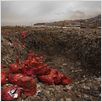 Polluting Paradise : photo
