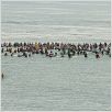 Chasing Mavericks : photo