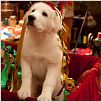 Les Chiots Noël, la relève est arrivée : photo