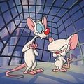 Photo : Minus et Cortex