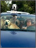 Year of the Dog