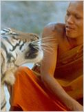 Les Petits Bouddhas et les tigres
