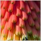 Pollen : photo Louie Schwartzberg