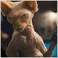 Comme chiens et chats - La Revanche de Kitty Galore : photo Brad Peyton, Kevin Lima
