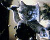 Comme chiens et chats Bande-annonce VO Comme chiens et chats Bande-annonce VO