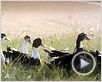 Le Bonheur est dans le pré Bande-annonce
