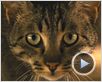 La Vie sauvage des animaux domestiques Bande-annonce La Vie sauvage des animaux domestiques Bande-annonce