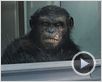 La Planète des singes : les origines Bande-annonce VF La Planète des singes : les origines Bande-annonce VF