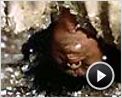 Fighter in the wind Extrait vidéo VF