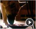 Je suis une légende Extrait vidéo VO