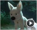 Volt, star malgré lui Extrait vidéo (2) VF