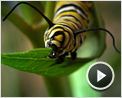 Pollen Extrait vidéo (2)