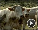 Bovines Bande-annonce