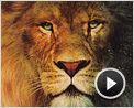 Top 5 N°162 - Les lions