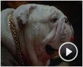 Un Chien dans la mafia Bande-annonce VO