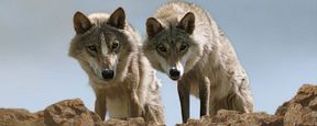 Le Dernier Loup de Jean-Jacques Annaud cartonne en Chine Le Dernier Loup de Jean-Jacques Annaud cartonne en Chine