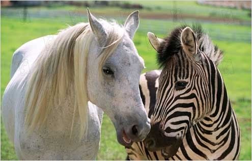 rencontre de zag