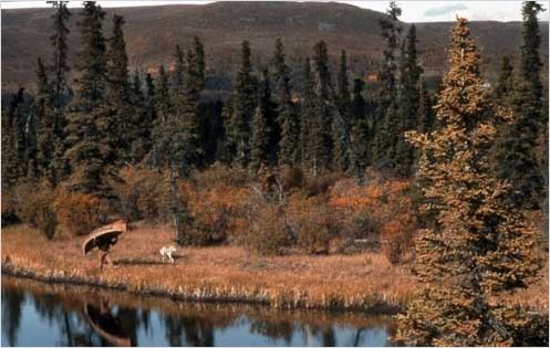 Le dernier trappeur : photo Nicolas Vanier