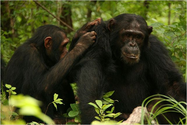 Jane Goodall : retour à Gombe : photo