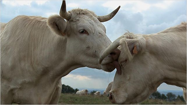 Bovines : photo