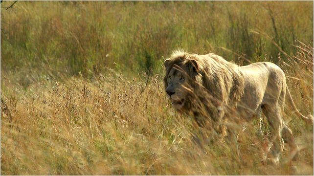 White Lion : photo