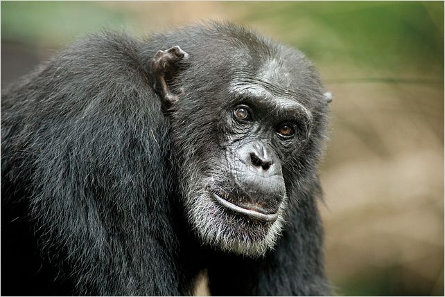 Chimpanzés : photo