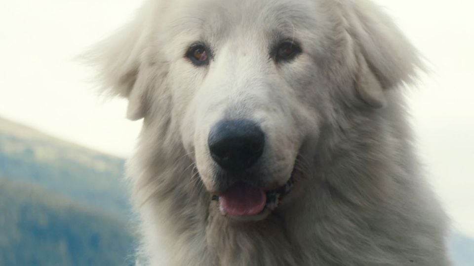 Race De Chien Dans Belle Et Sébastien Bande-annonce Belle et Sébastien : l'aventure continue - Belle et