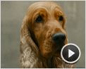 Boule et Bill Bande-annonce Boule et Bill Bande-annonce