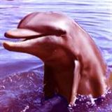 Flipper le dauphin Saison 2 Streaming
